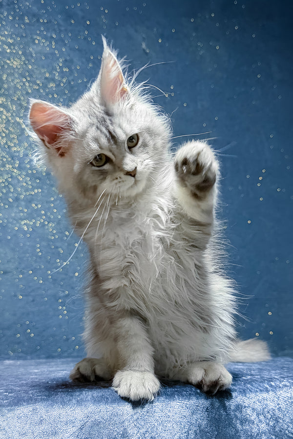 Sharmina | Maine Coon Kitten