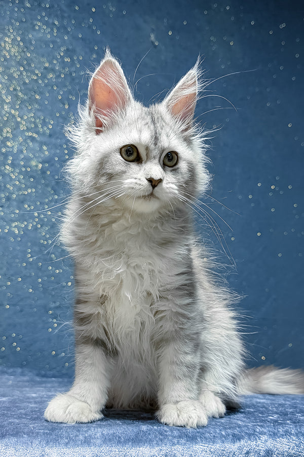 Sharmina | Maine Coon Kitten