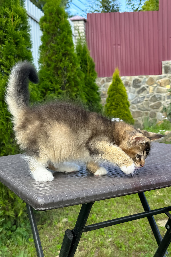 Sheridan | Golden Maine Coon Kitten