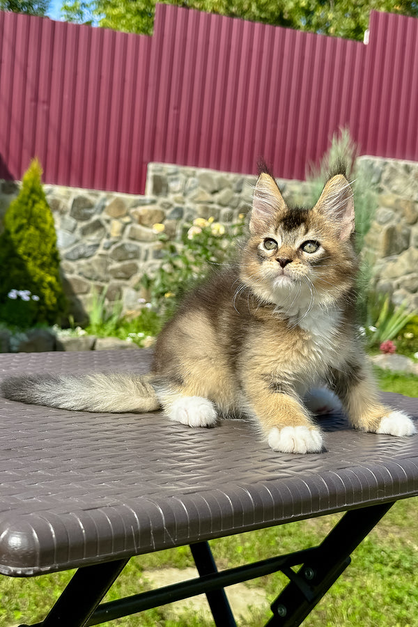Sheridan | Golden Maine Coon Kitten