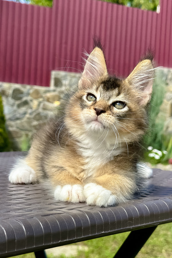 Sheridan | Golden Maine Coon Kitten