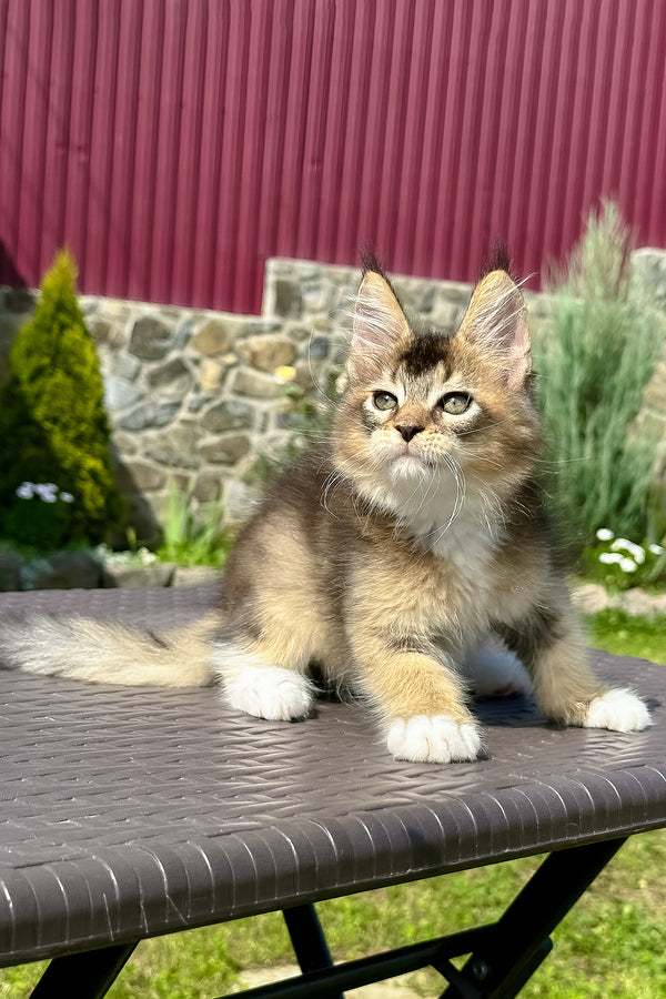 Sheridan | Golden Maine Coon Kitten