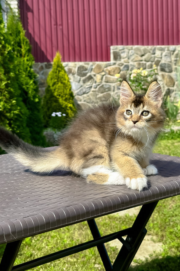 Sheridan | Golden Maine Coon Kitten