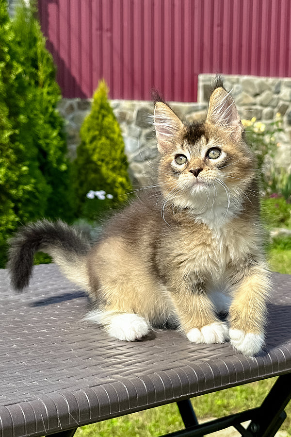 Sheridan | Golden Maine Coon Kitten