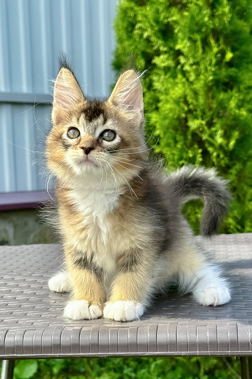 Sheridan | Golden Maine Coon Kitten