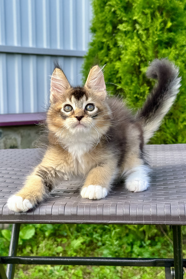 Sheridan | Golden Maine Coon Kitten