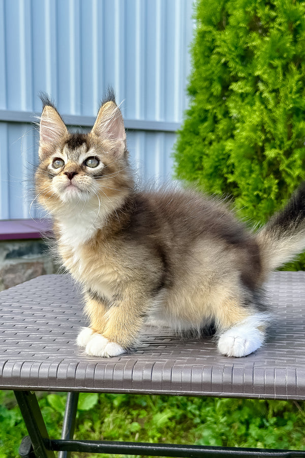 Sheridan | Golden Maine Coon Kitten