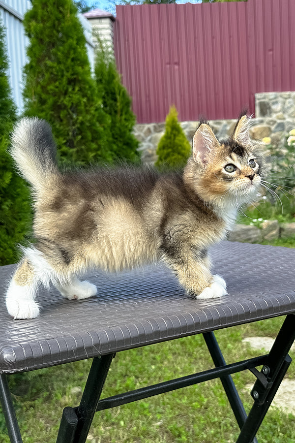 Sheridan | Golden Maine Coon Kitten