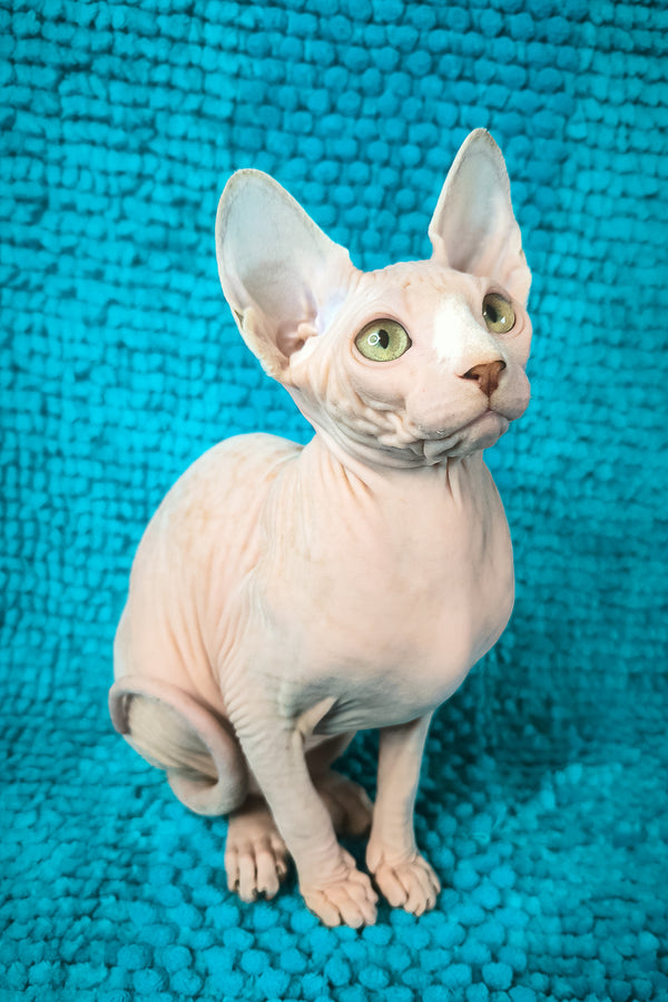 Sienna Salidzhi Saner | Canadian Sphynx Kitten