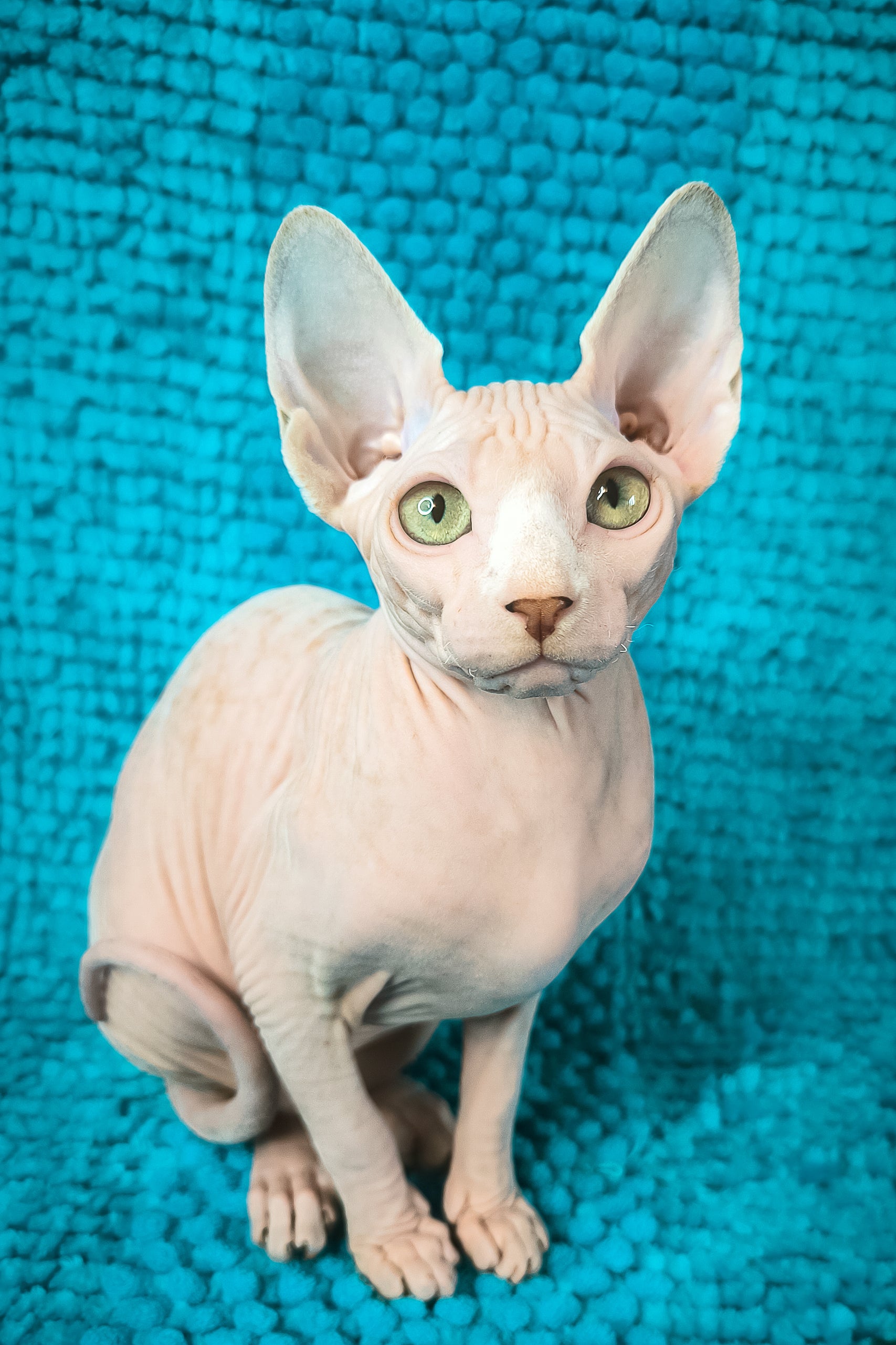 Adopt Sienna, Your Loving Canadian Sphynx Kitten Today – Purebred Kitties