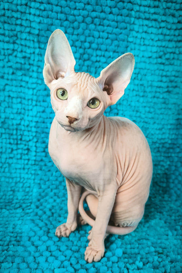 Sienna Salidzhi Saner | Canadian Sphynx Kitten