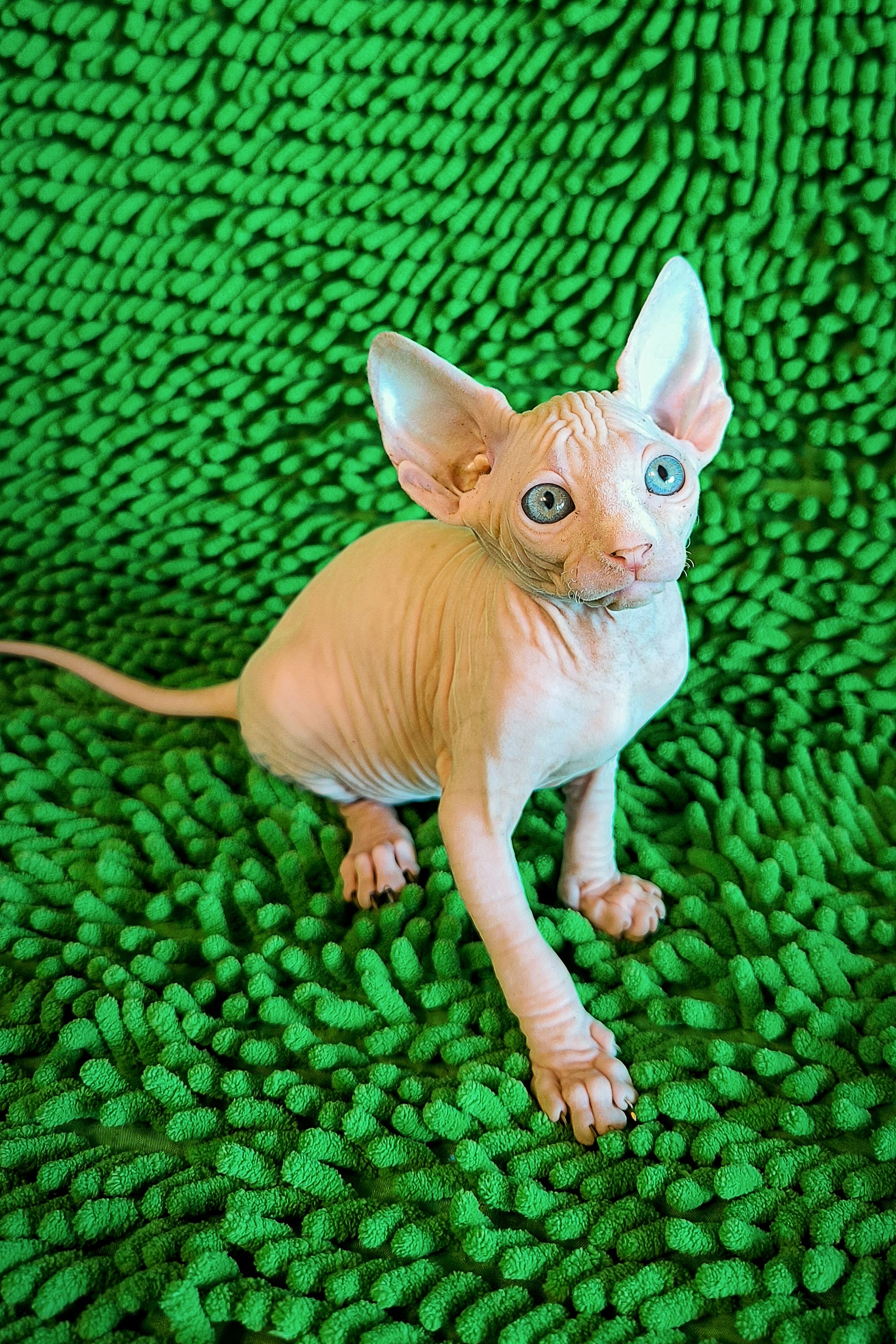 Adopt Sienna, Your Loving Canadian Sphynx Kitten Today – Purebred Kitties