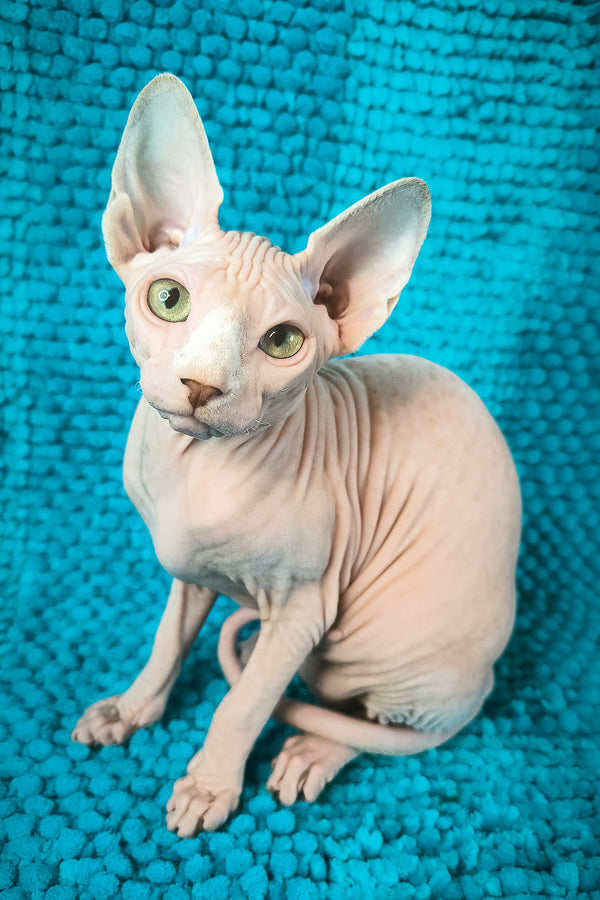 Sienna Salidzhi Saner | Canadian Sphynx Kitten