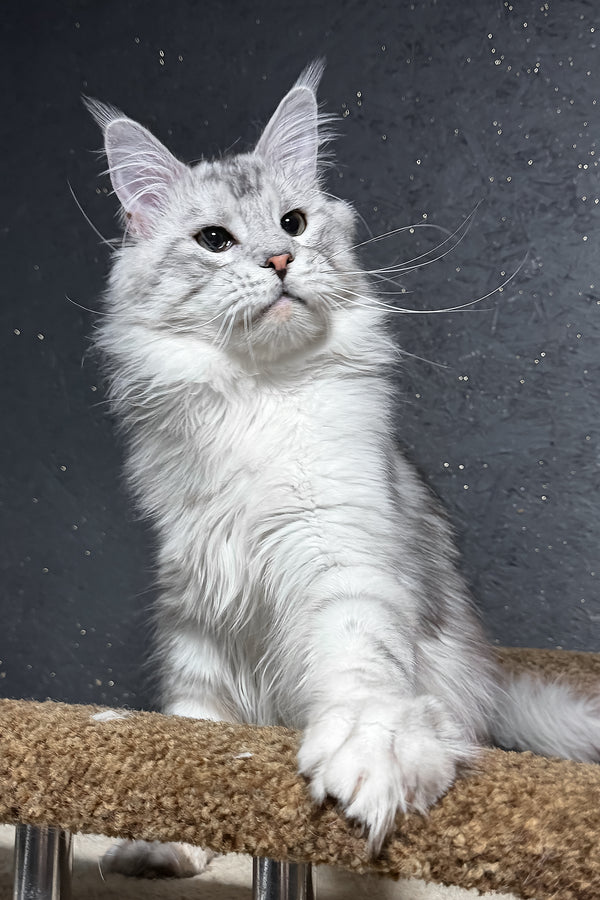 Silvan | Maine Coon Kitten