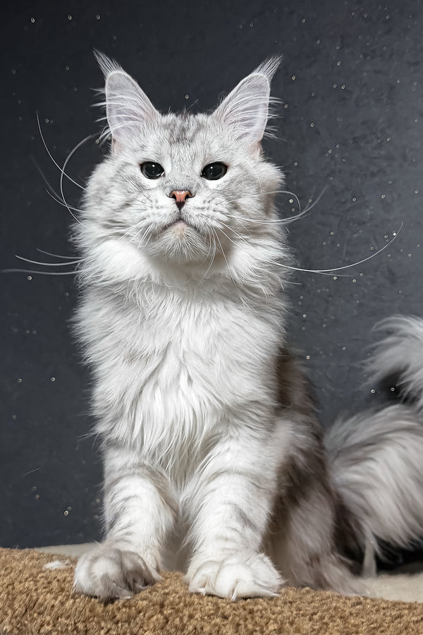 Silvan | Maine Coon Kitten