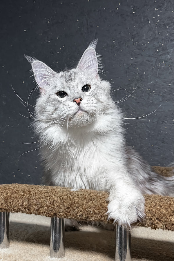 Silvan | Maine Coon Kitten