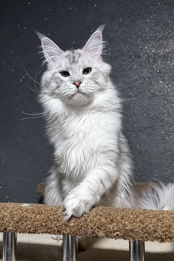 Silvan | Maine Coon Kitten