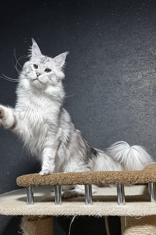 Silvan | Maine Coon Kitten