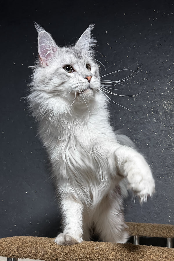 Silvan | Maine Coon Kitten