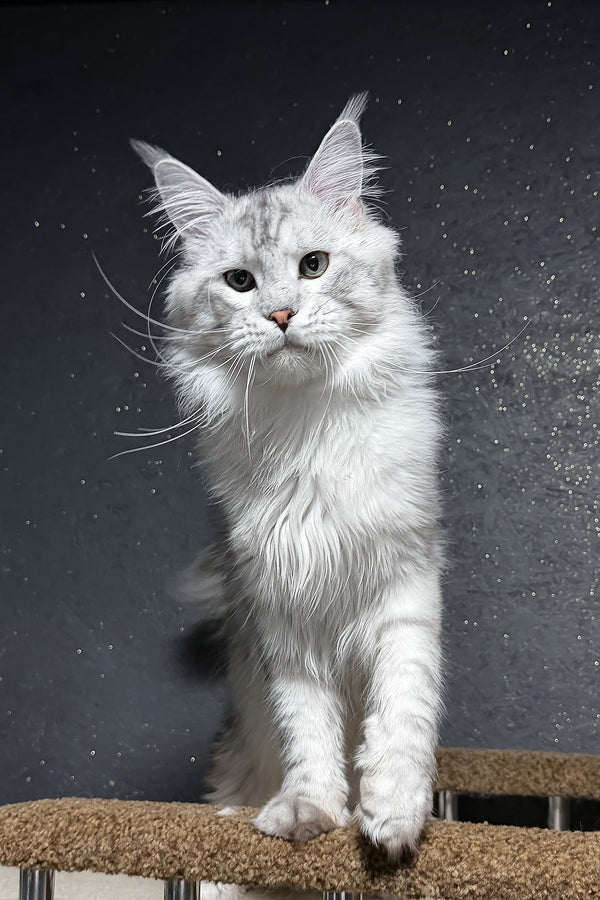 Silvan | Maine Coon Kitten