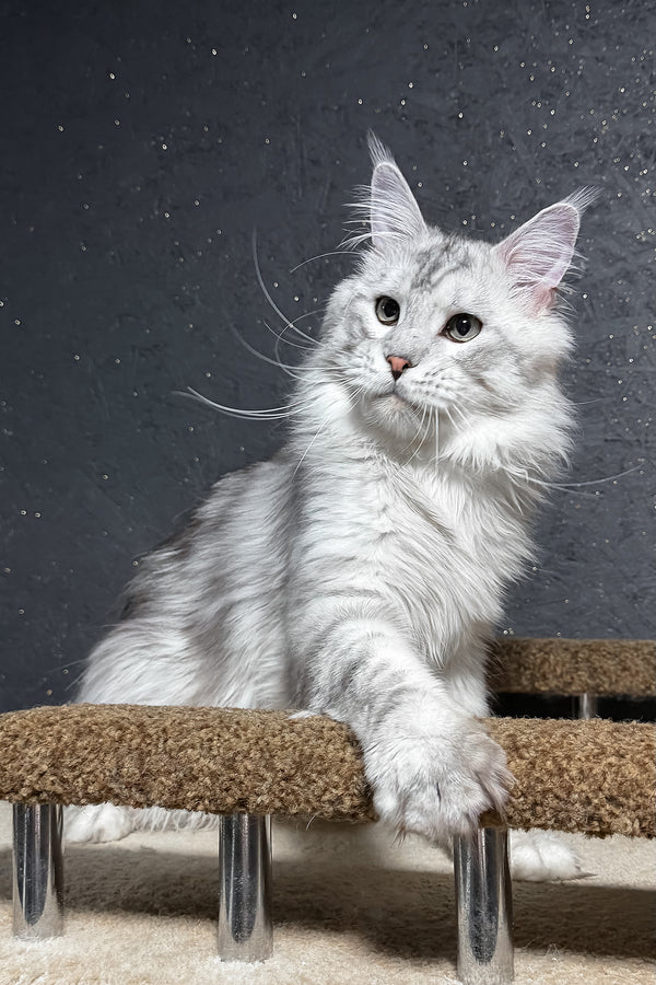 Silvan | Maine Coon Kitten