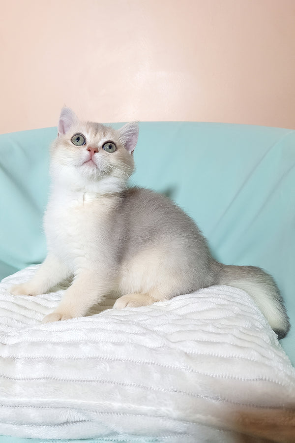 Simas | British Shorthair Kitten