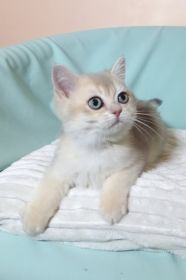 Simas | British Shorthair Kitten