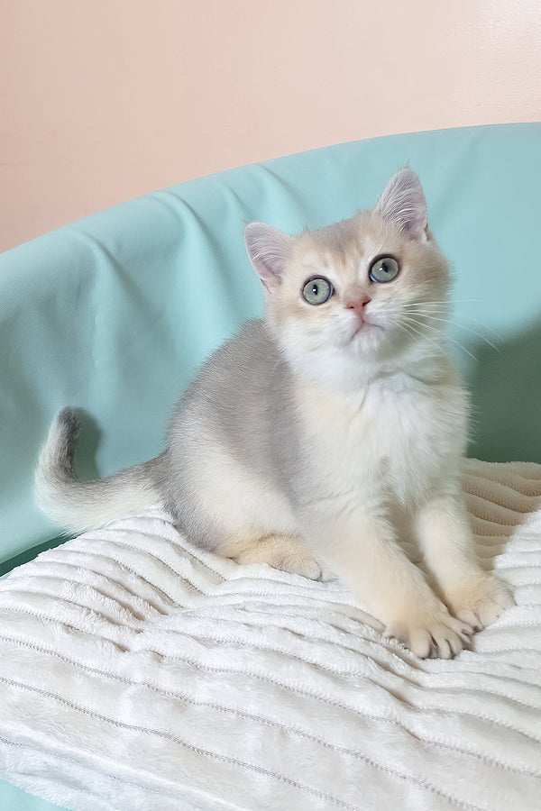 Simas | British Shorthair Kitten