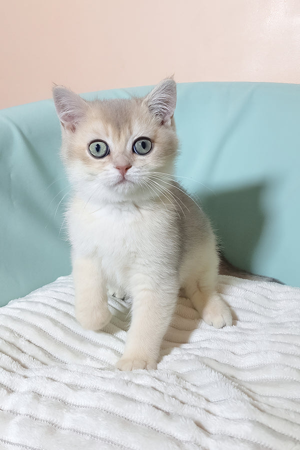 Simas | British Shorthair Kitten
