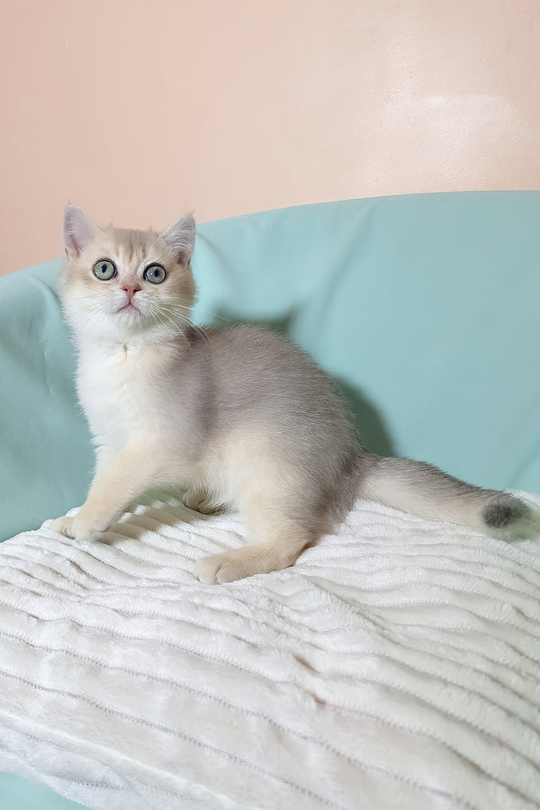 Simas | British Shorthair Kitten