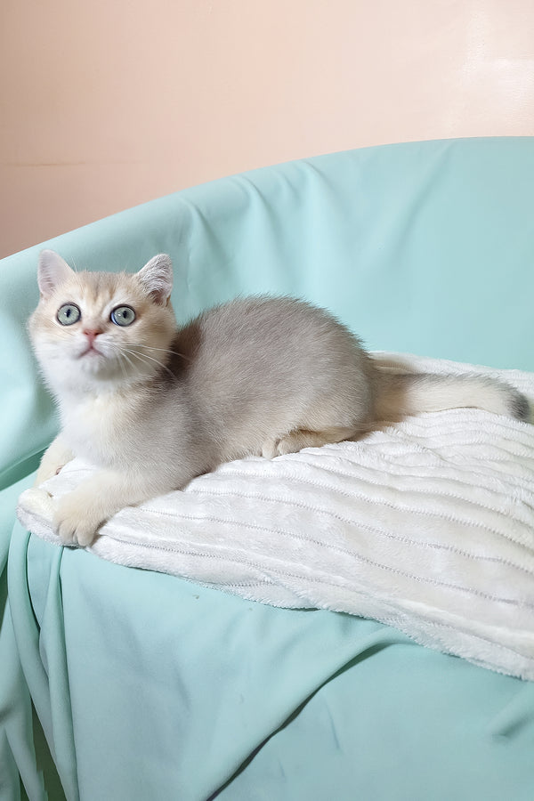Simas | British Shorthair Kitten