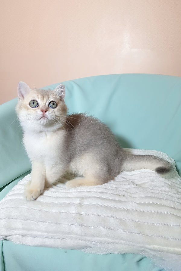 Simas | British Shorthair Kitten