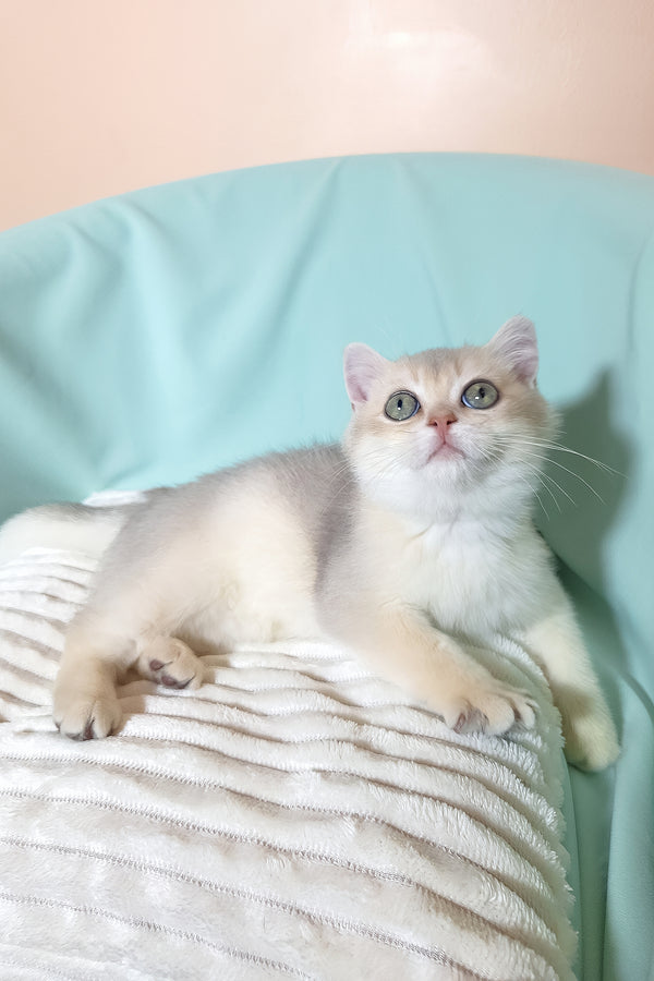 Simas | British Shorthair Kitten