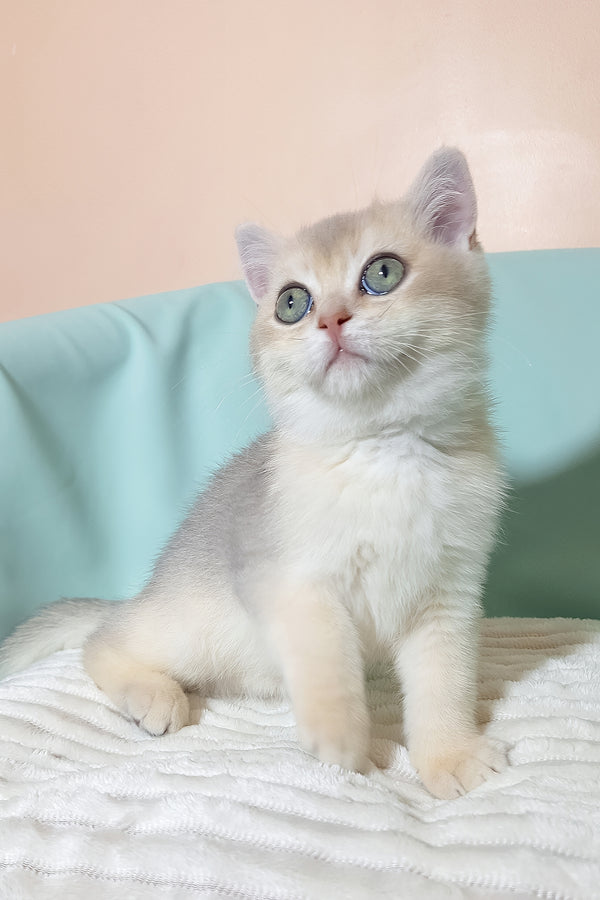 Simas | British Shorthair Kitten