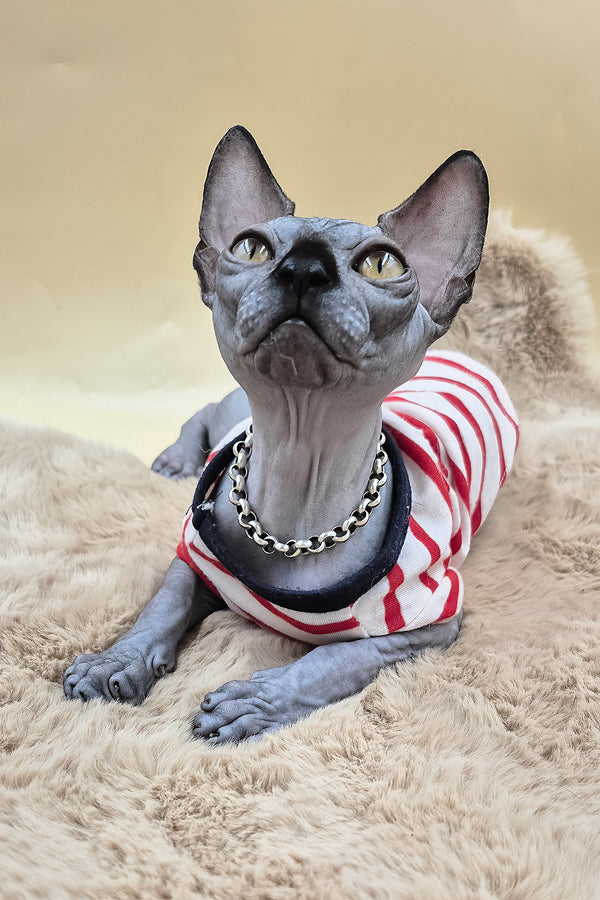 Shawn | Canadian Sphynx Kitten