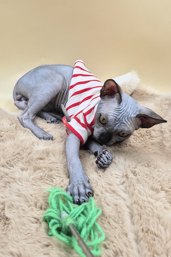 Shawn | Canadian Sphynx Kitten