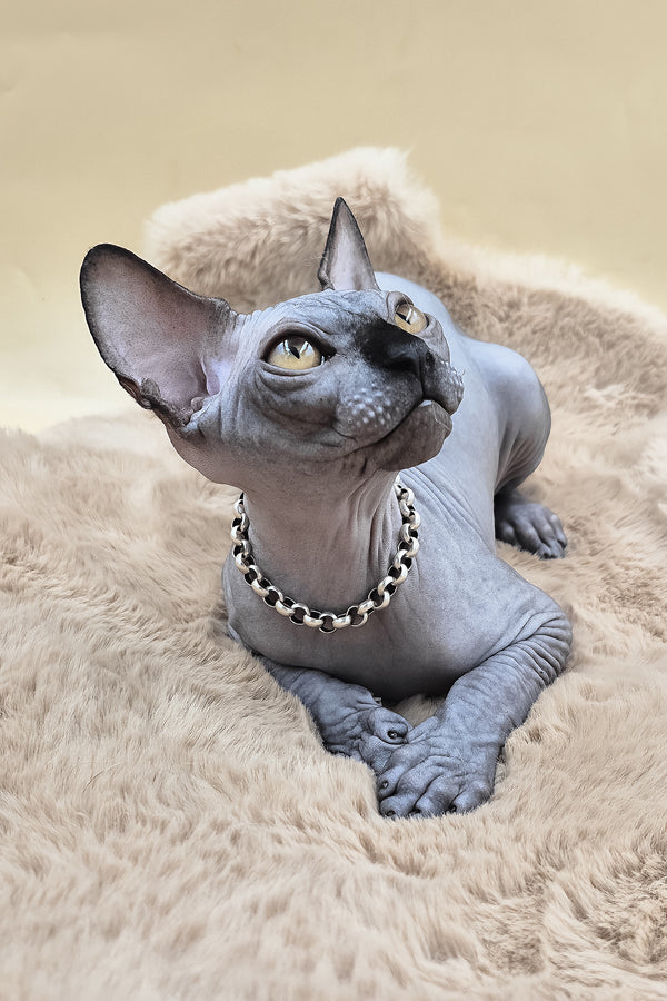 Shawn | Canadian Sphynx Kitten
