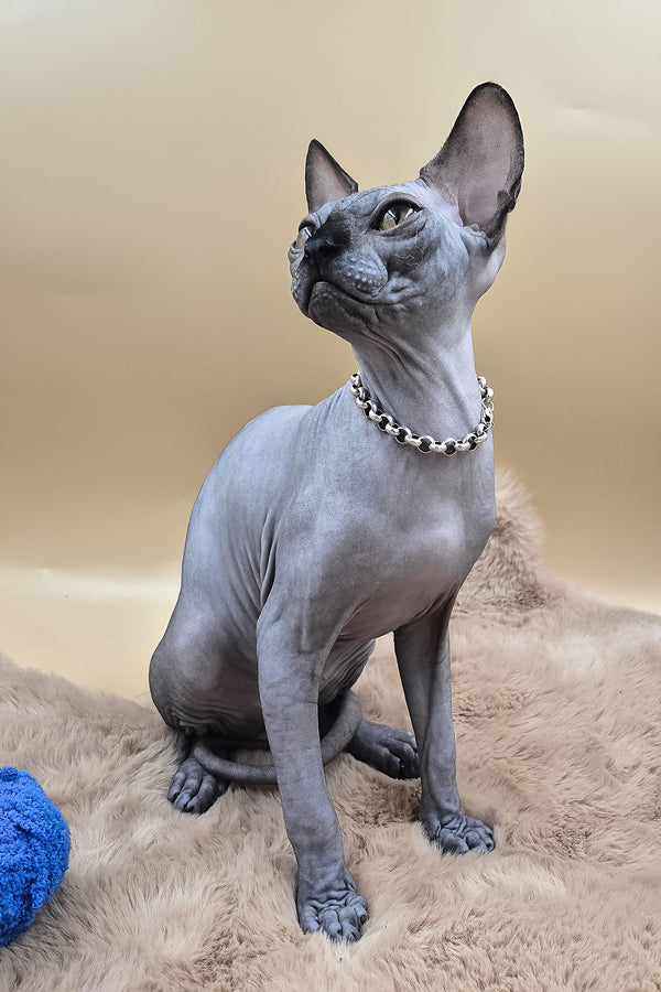 Shawn | Canadian Sphynx Kitten