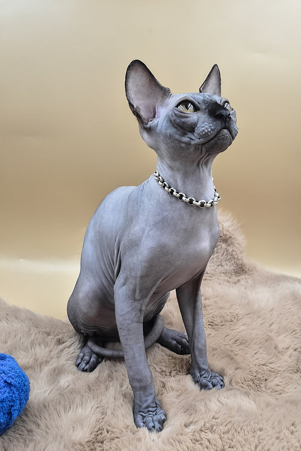 Shawn | Canadian Sphynx Kitten