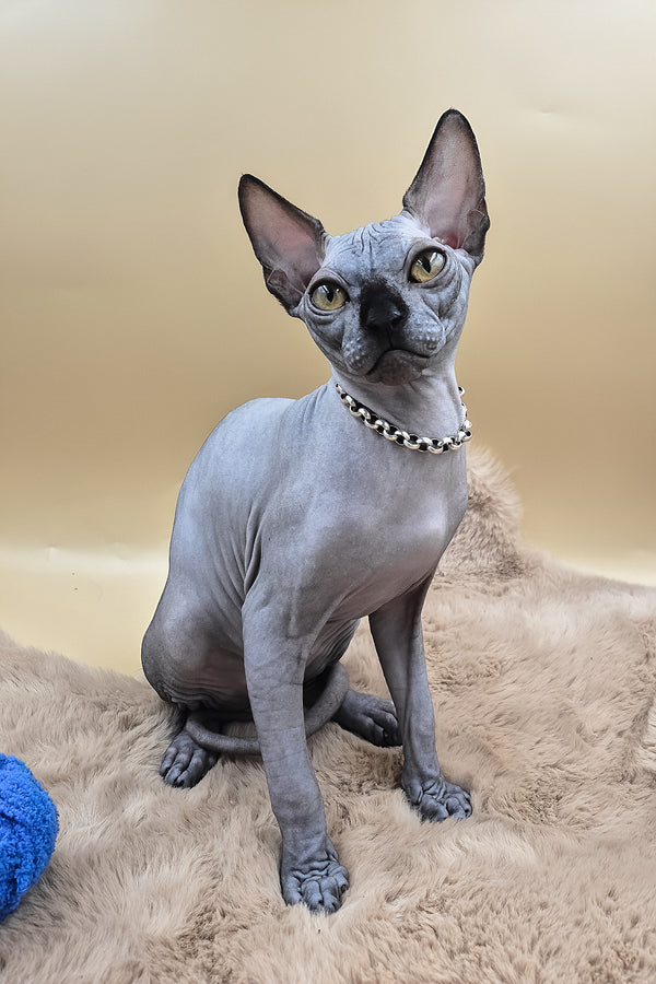 Shawn | Canadian Sphynx Kitten