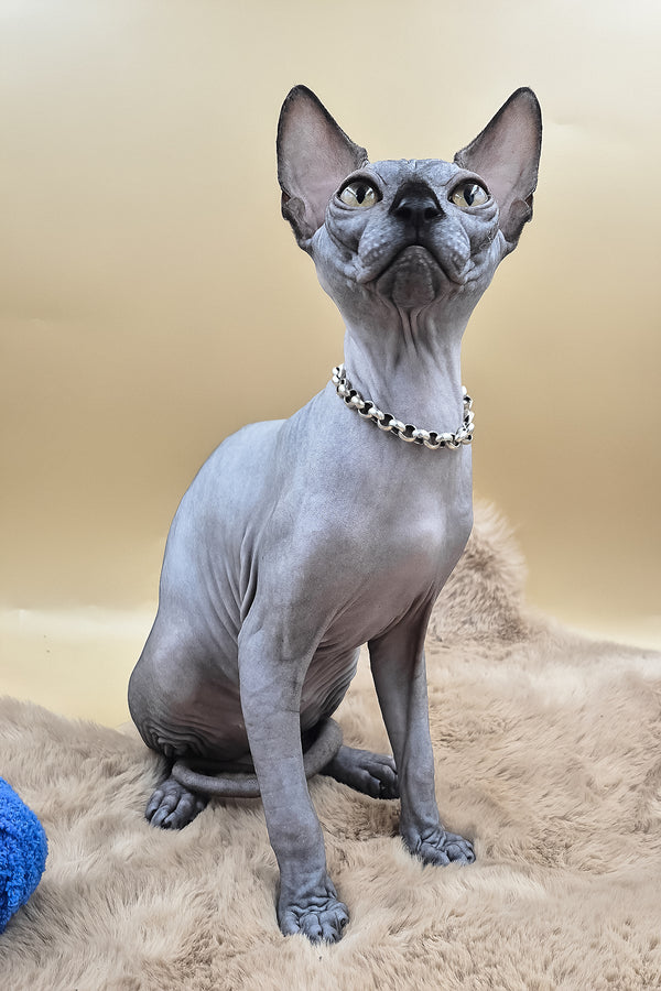 Shawn | Canadian Sphynx Kitten
