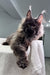 Voland | Maine Coon Kitten