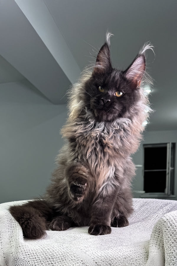 Voland | Maine Coon Kitten