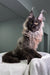 Voland | Maine Coon Kitten