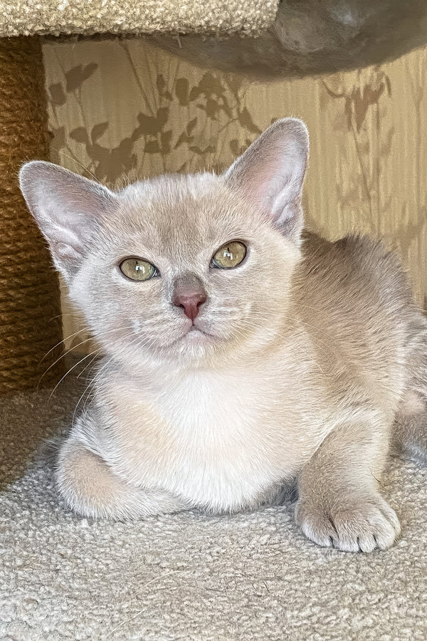 Sirius | Burmese Kitten