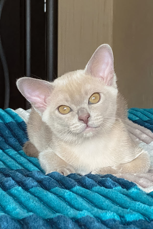 Sirius | Burmese Kitten