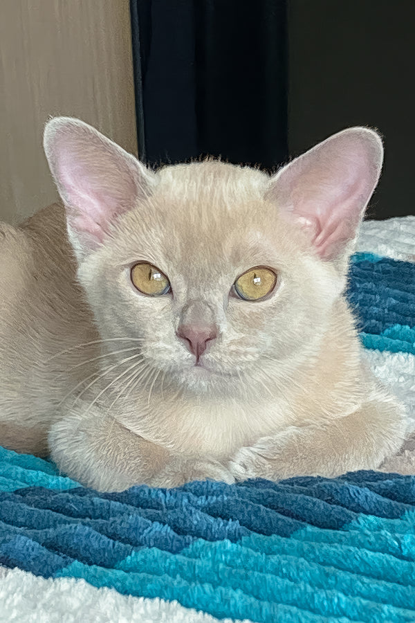 Sirius | Burmese Kitten
