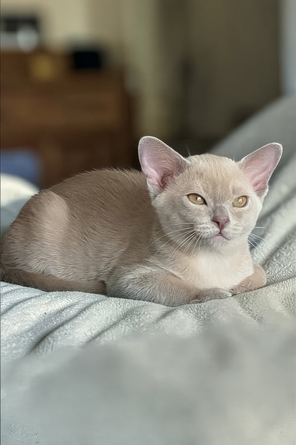 Sirius | Burmese Kitten