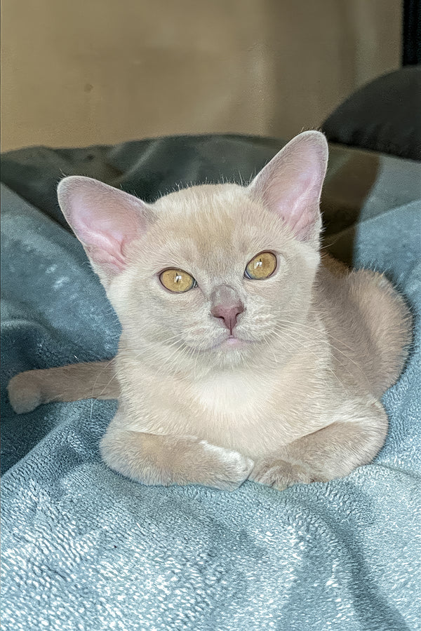 Sirius | Burmese Kitten