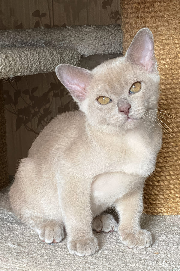Sirius | Burmese Kitten